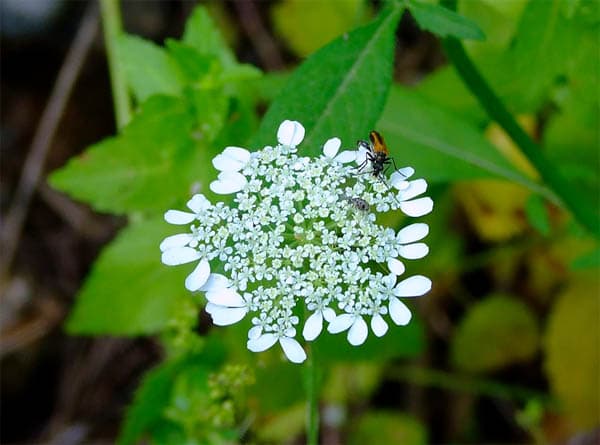 White deals lace flower